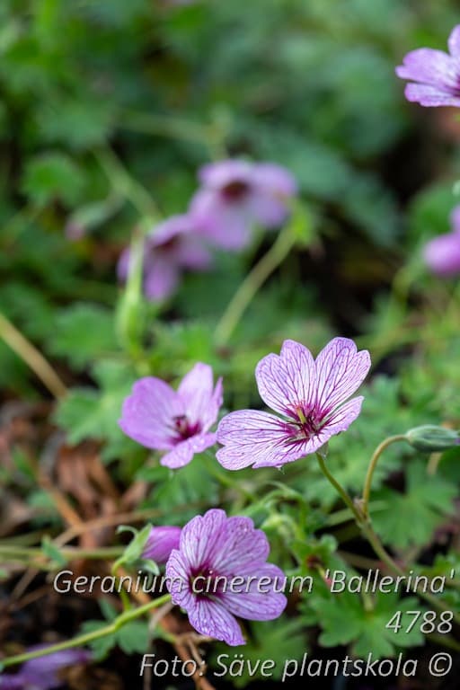 Geranium cinereum 'Ballerina'