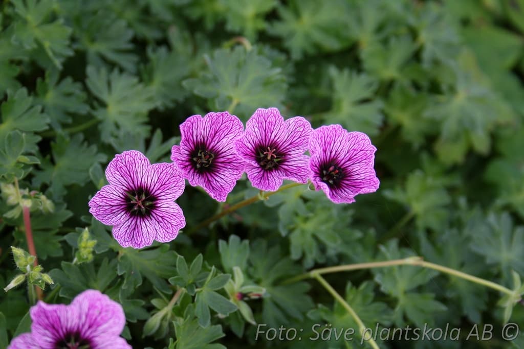 Geranium cinereum 'Laurence Flatman'