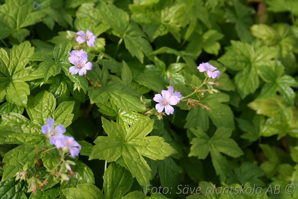 Geranium nodosum