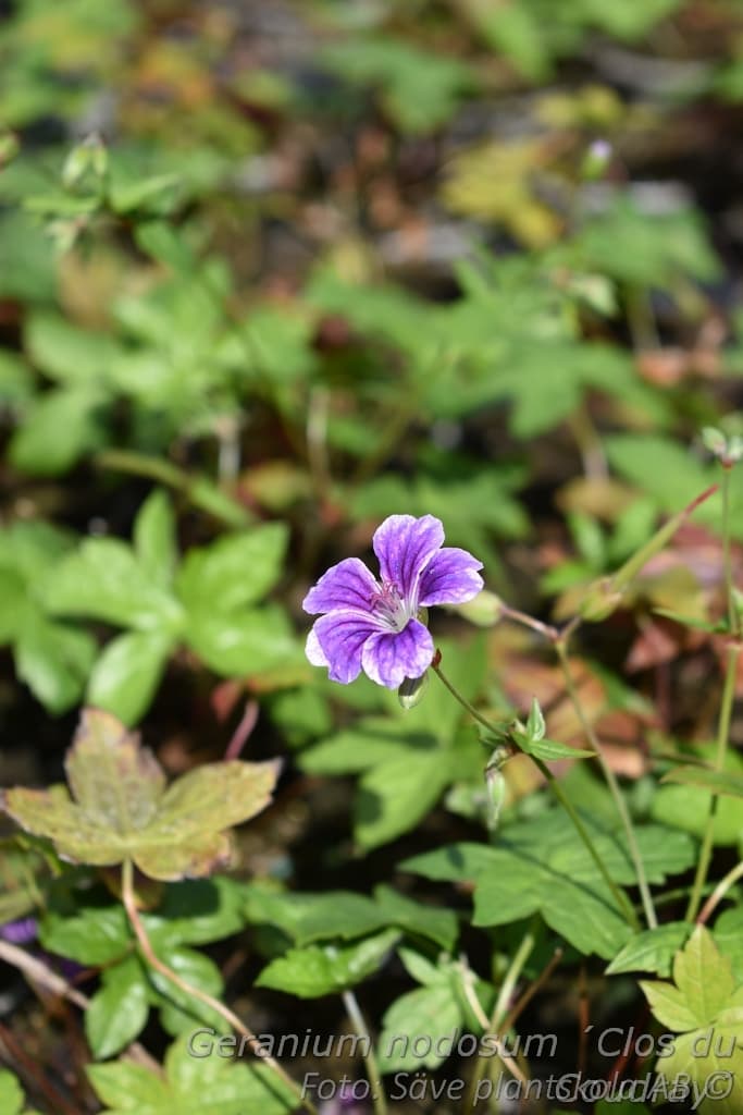 Geranium nodosum 'Clos du Coudray'