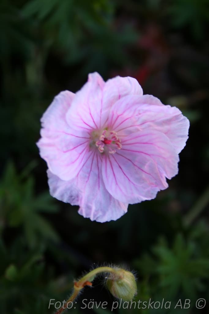 Geranium sanguineum 'Apfelblute'