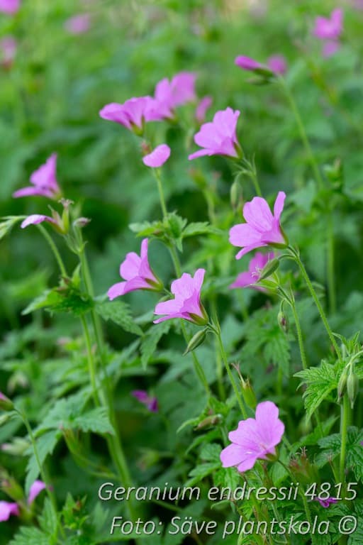 Geranium endressii