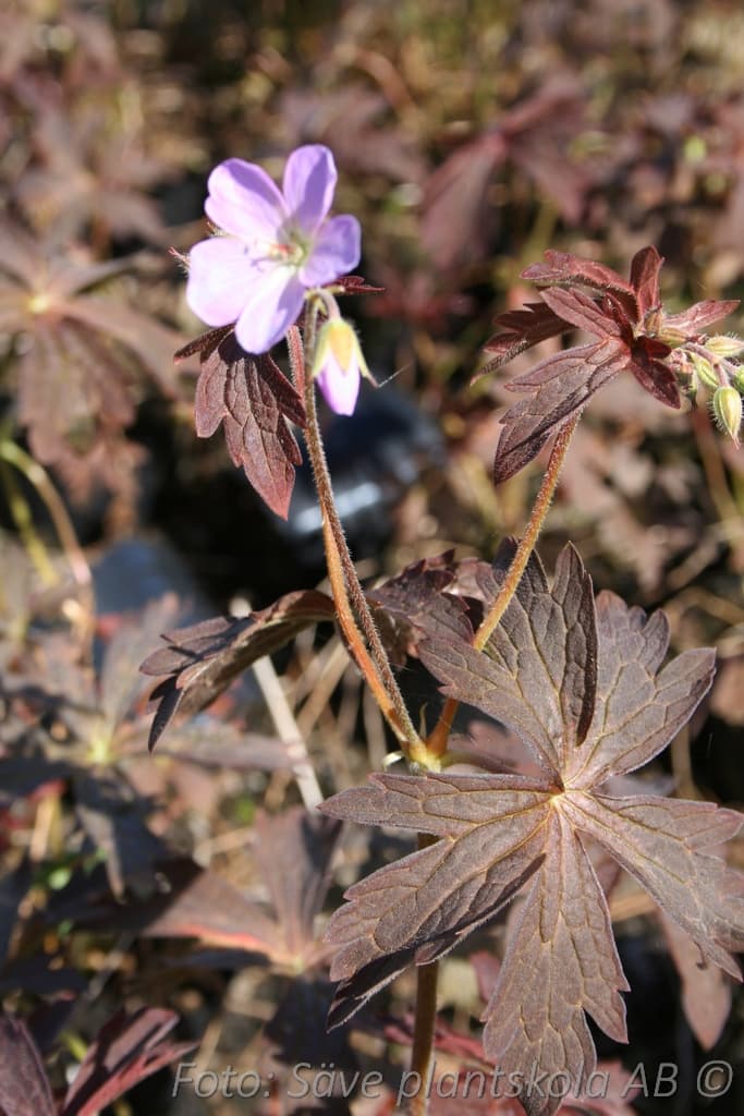 Geranium maculatum 'Espresso'