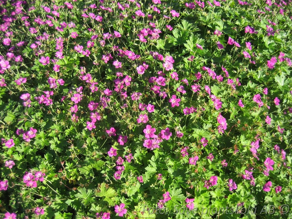 Geranium oxonianum 'Rosenlicht'