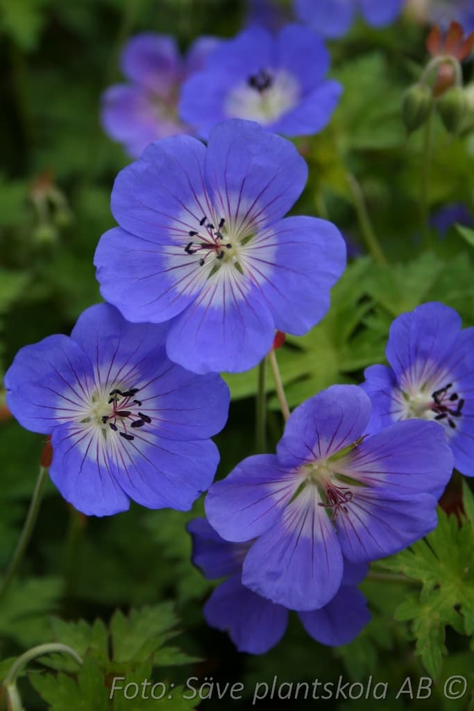 Geranium ROZANNE® ('Gerwat')