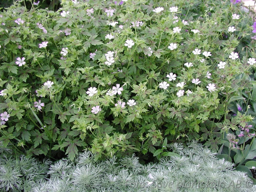 Geranium oxonianum 'Katherine Adele'