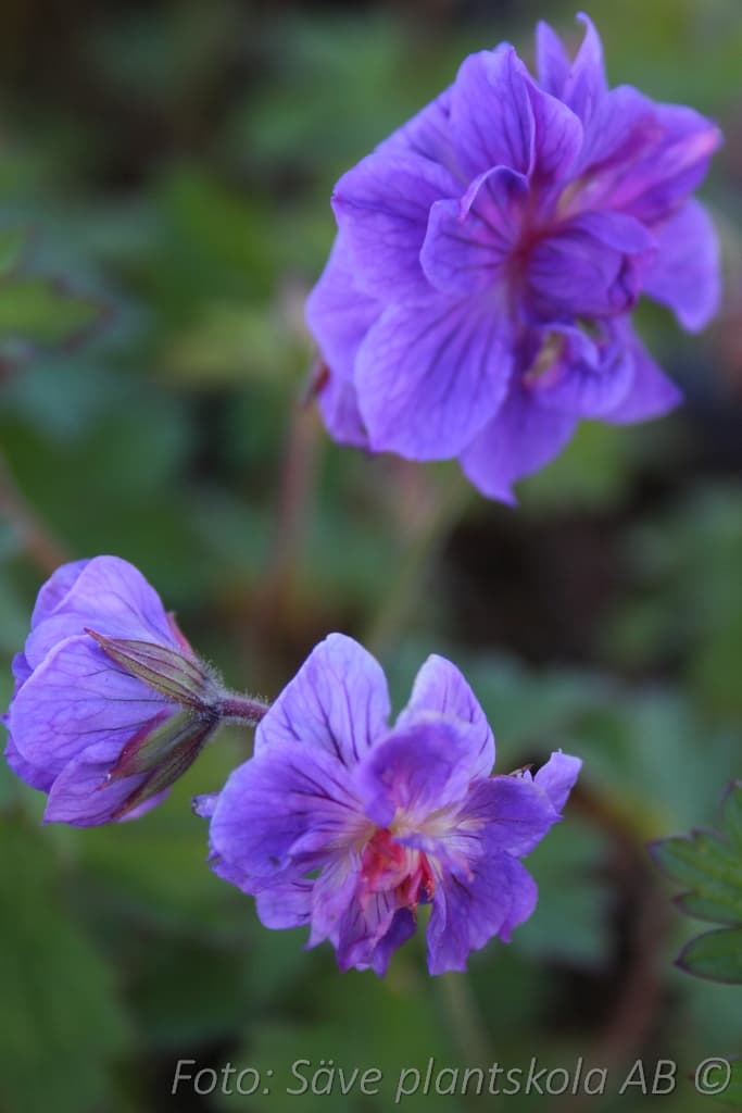 Geranium himalayense 'Plenum'