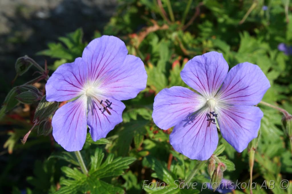Geranium 'Johnson's Blue'