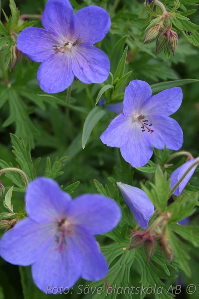 Geranium 'Brookside'