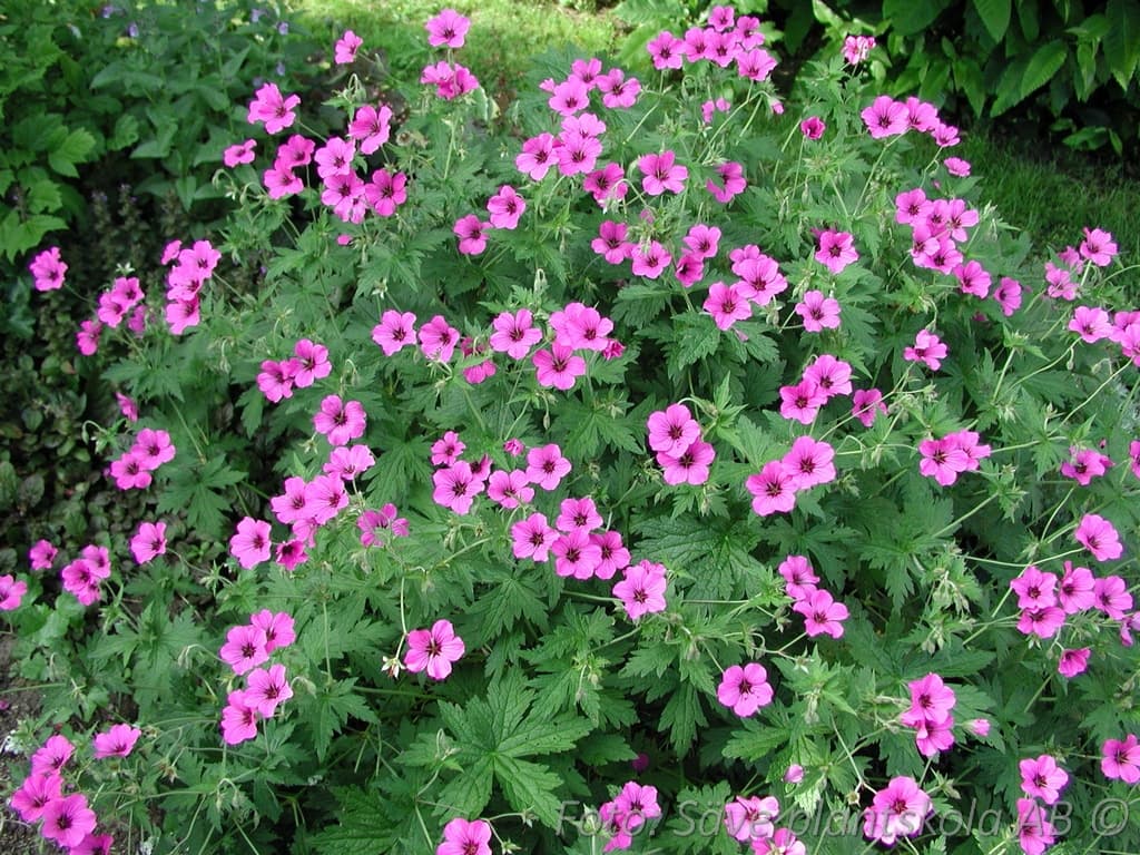 Geranium  'Patricia'