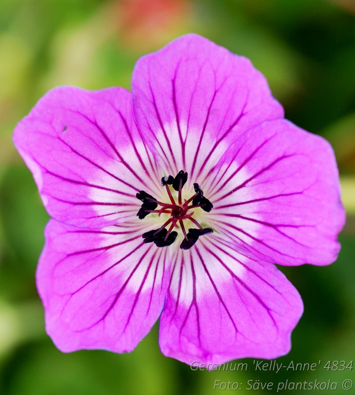 Geranium 'Kelly-Anne' (PBR)
