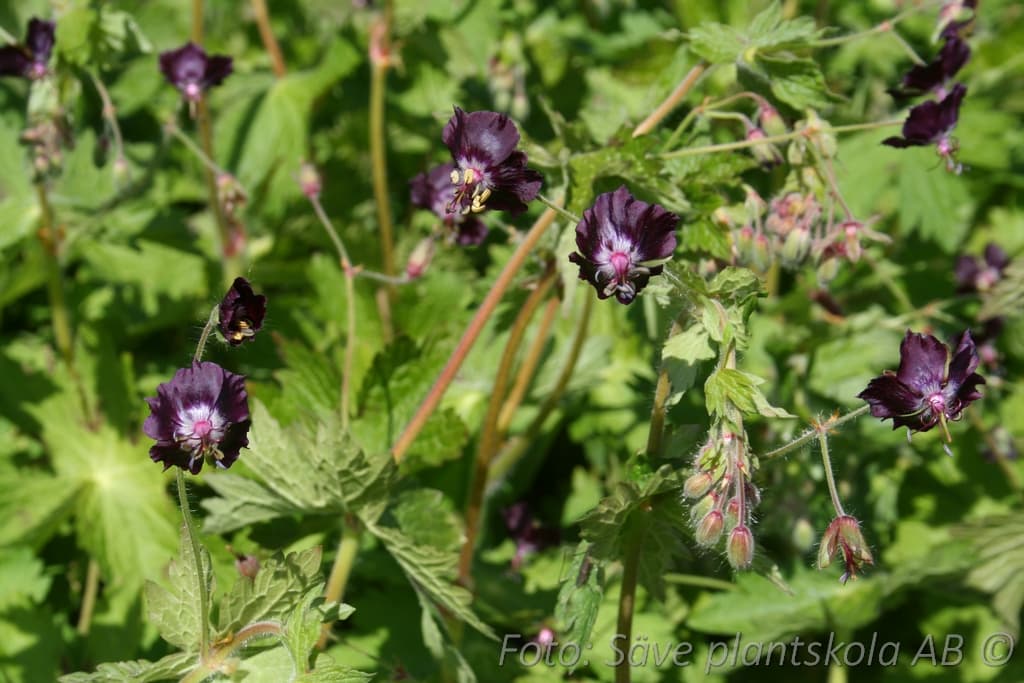 Geranium phaeum