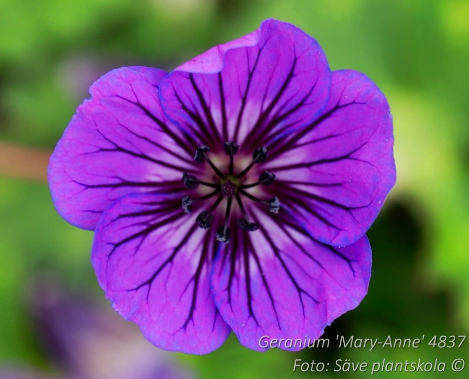 Geranium 'Mary-Anne' (PBR)