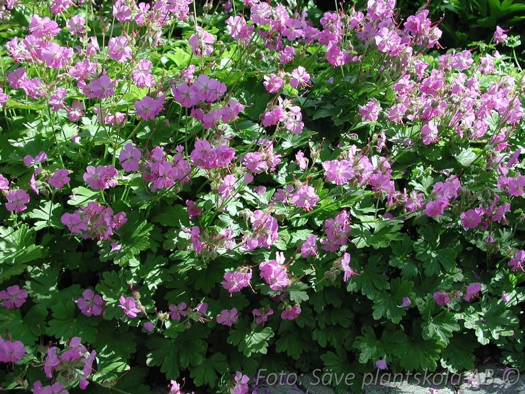 Geranium macrorrhizum 'Bevan's Variety'