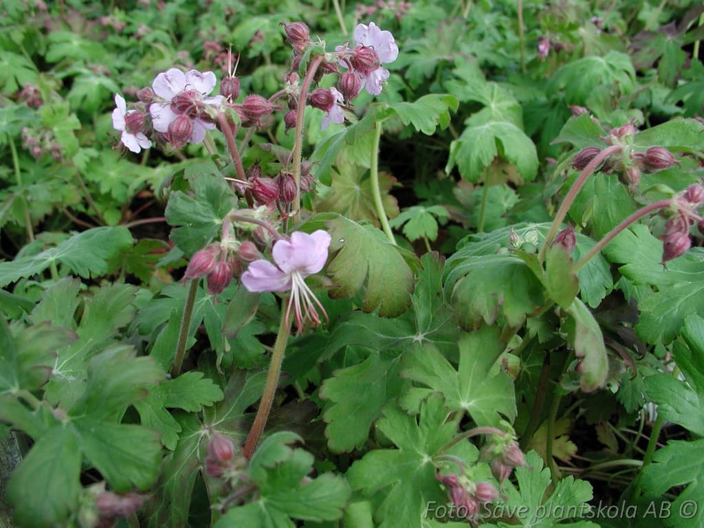 Geranium macrorrhizum  'Ingwersens Variety'