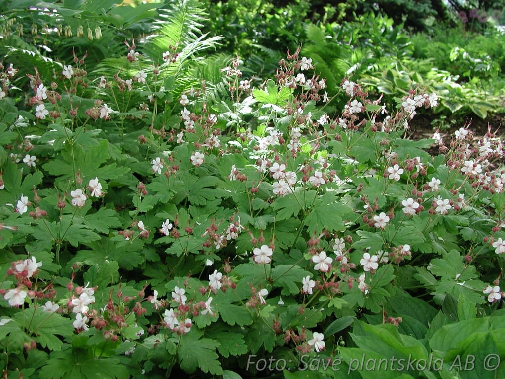 Geranium macrorrhizum 'Spessart'