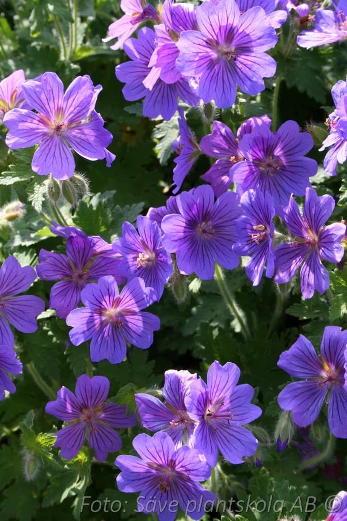 Geranium magnificum