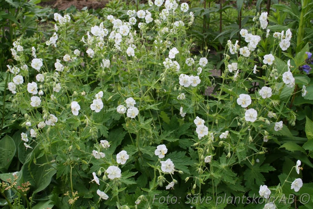 Geranium phaeum 'Album'
