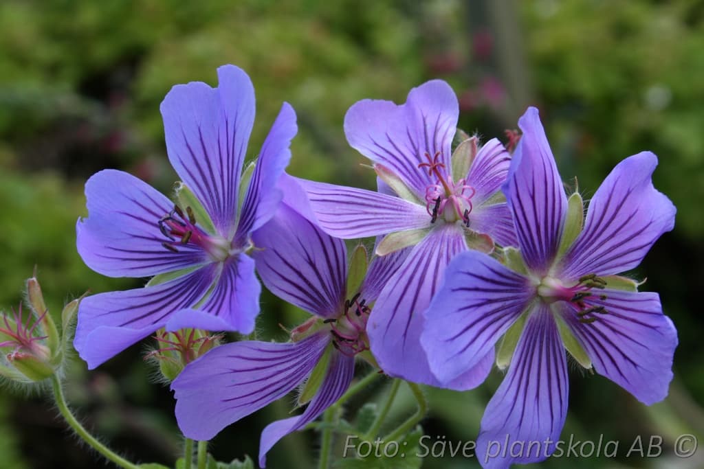 Geranium renardii 'Philippe Vapelle'