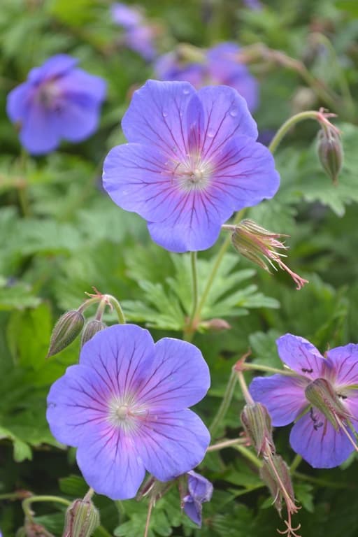 Geranium himalayense 'Sörmjöle' Grönt kulturarv ®