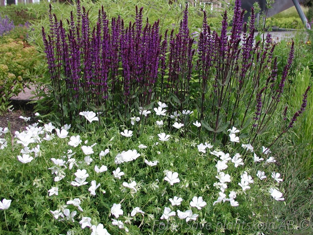 Geranium sanguineum  'Album'
