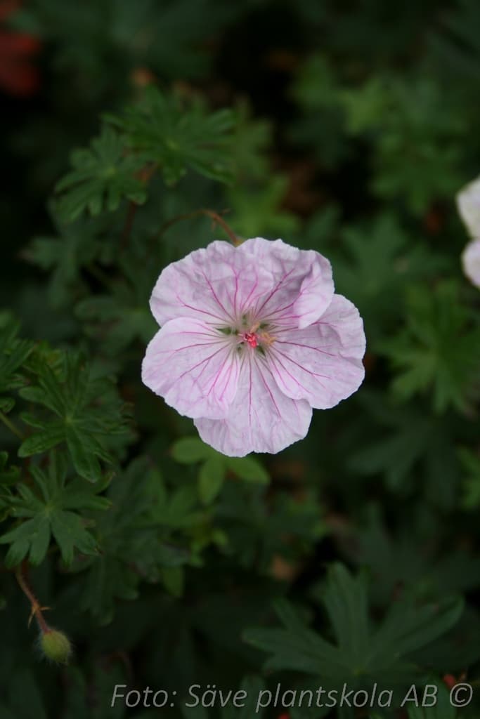 Geranium sanguineum var. striatum