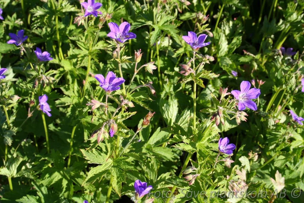 Geranium sylvaticum 'Birch Lilac'