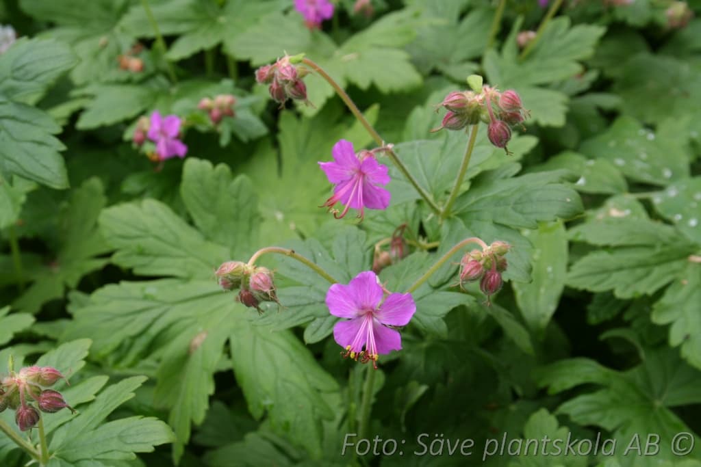 Geranium macrorrhizum