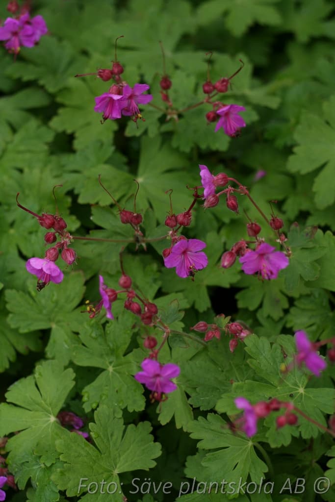 Geranium macrorrhizum  'Czakor'