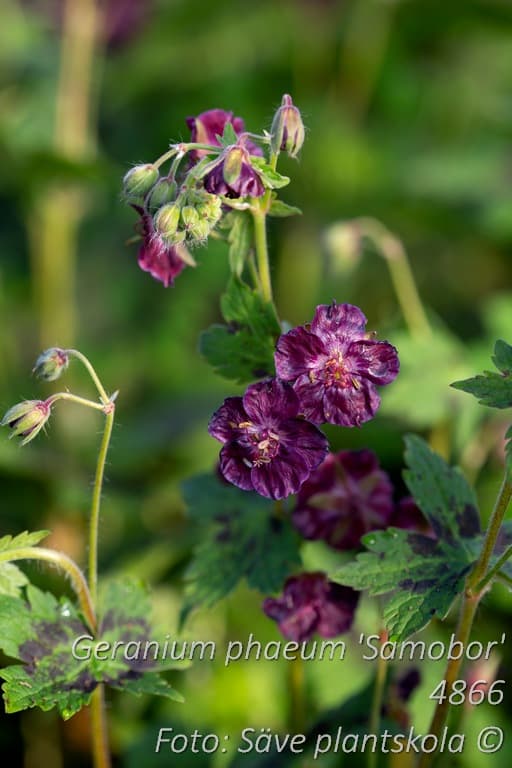 Geranium phaeum  'Samobor'