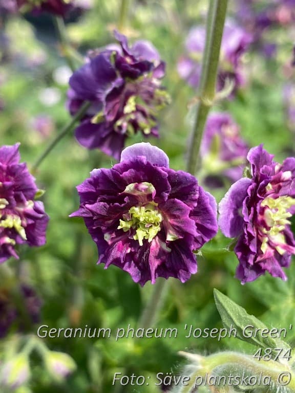 Geranium phaeum 'Joseph Green'