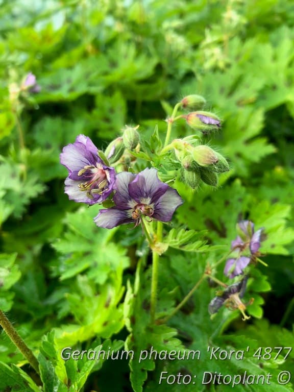 Geranium phaeum 'Kora'