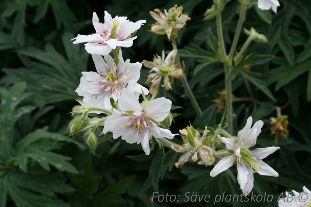 Geranium pratense 'Double Jewel'