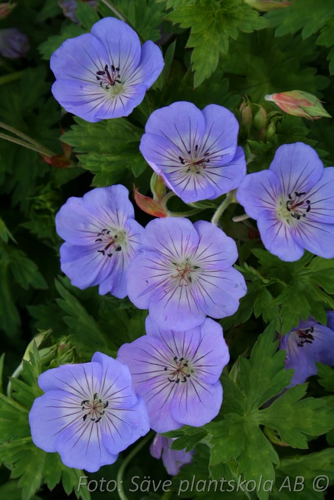 Geranium  'Azure Rush'