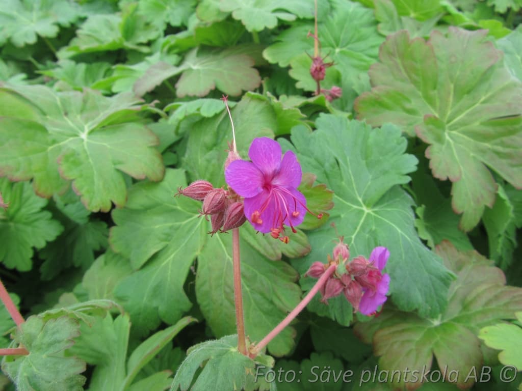 Geranium macrorrhizum 'Pastis'