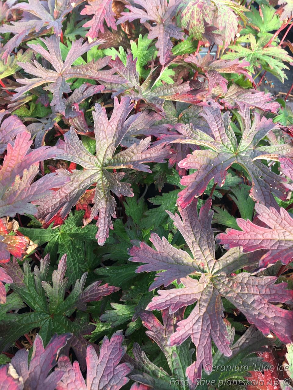 Geranium 'Lilac Ice'