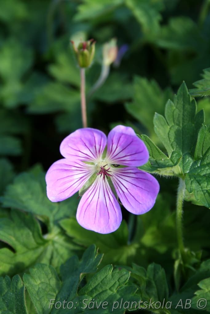 Geranium 'Sylvia's Surprise' (PBR)