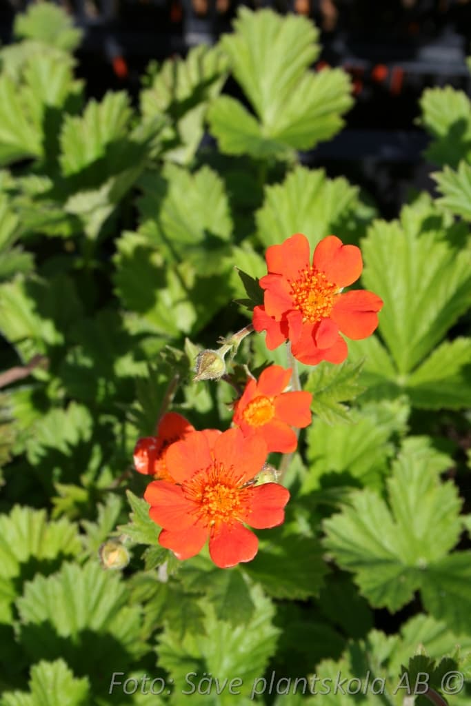 Geum coccineum  'Borisii'