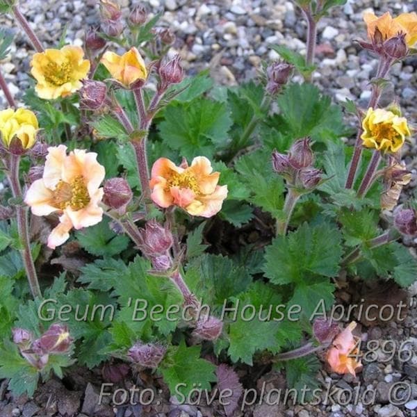 Geum 'Beech House Apricot'