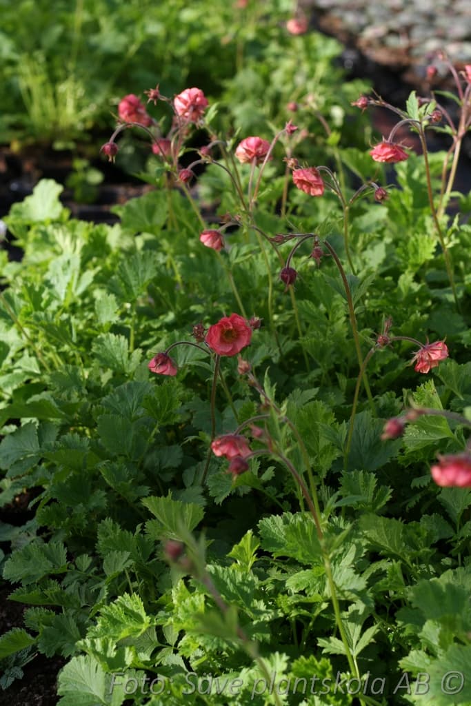 Geum 'Flames of Passion' (PBR)