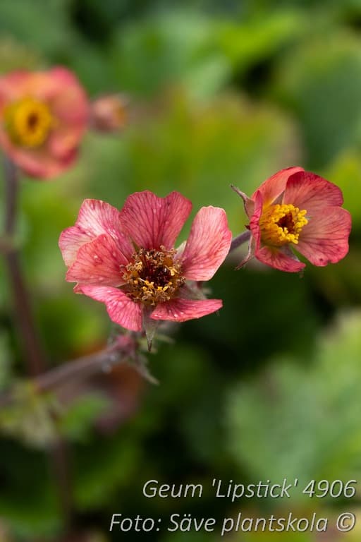Geum 'Lipstick'