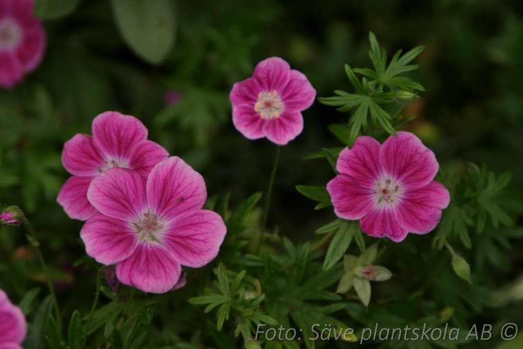 Geranium sanguineum 'Elke'