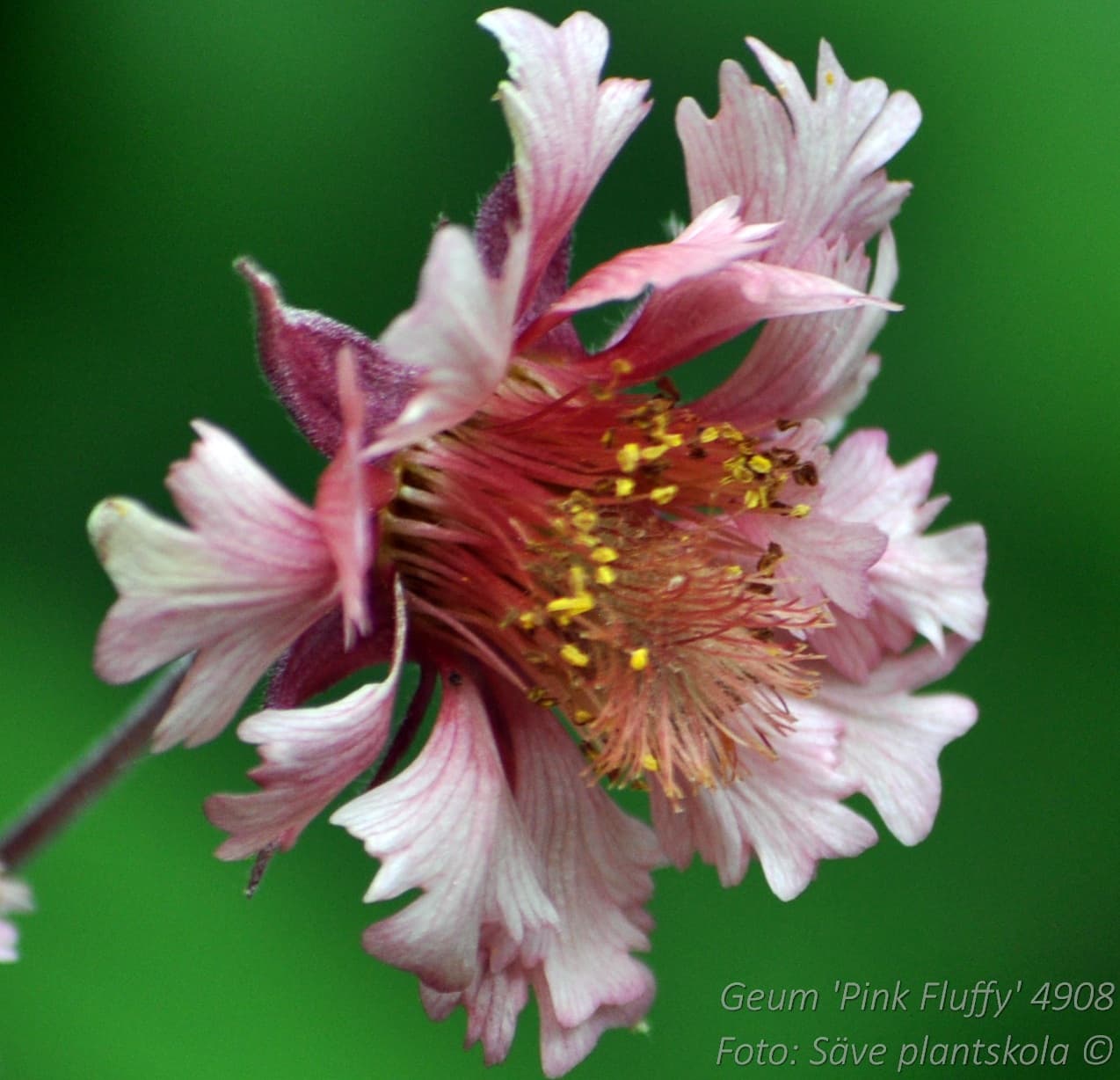 Geum 'Pink Fluffy'
