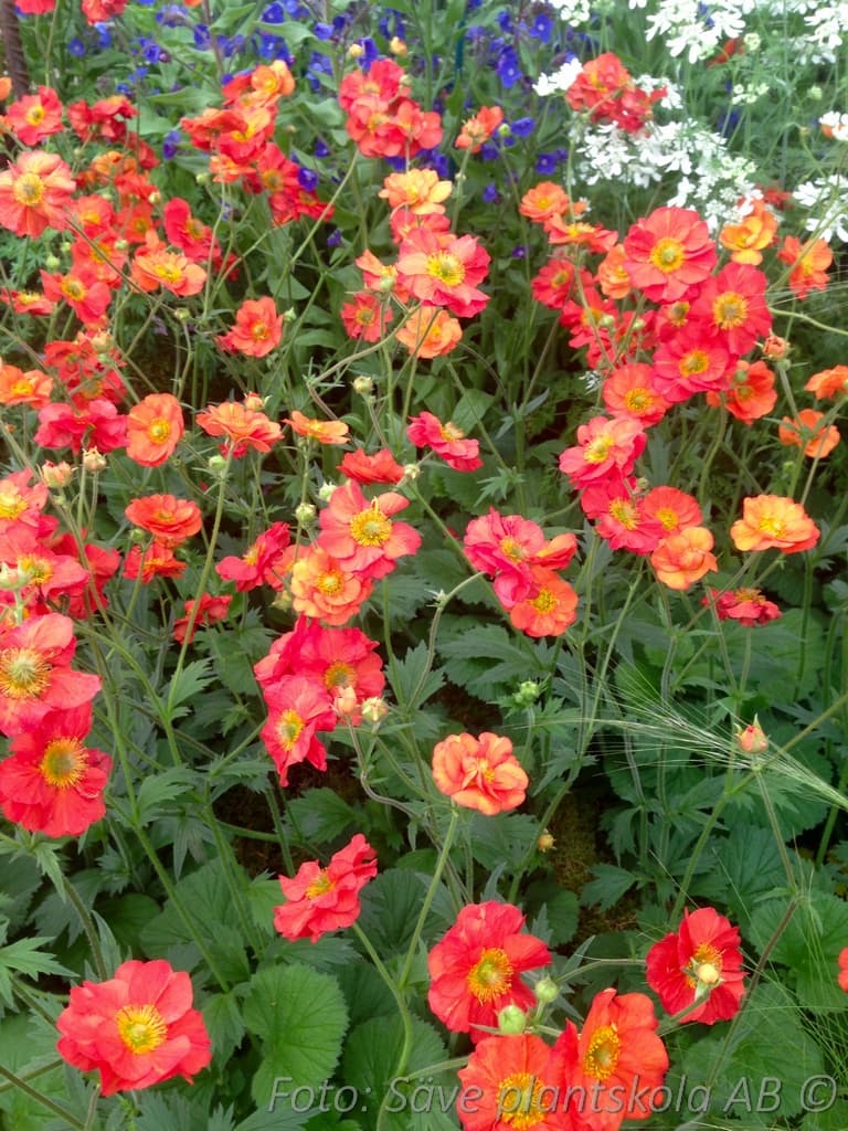 Geum 'Scarlet Tempest' (PBR)