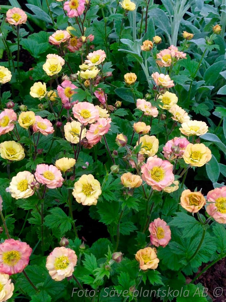 Geum 'Mai Tai' (PBR)