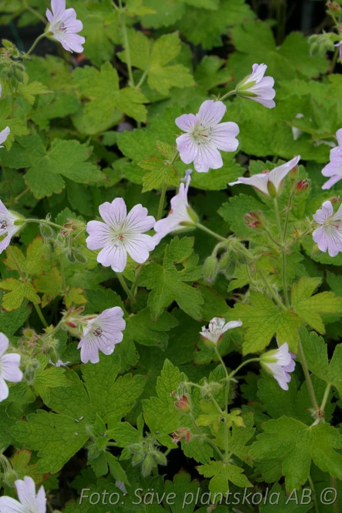 Geranium renardii 'Chantilly'
