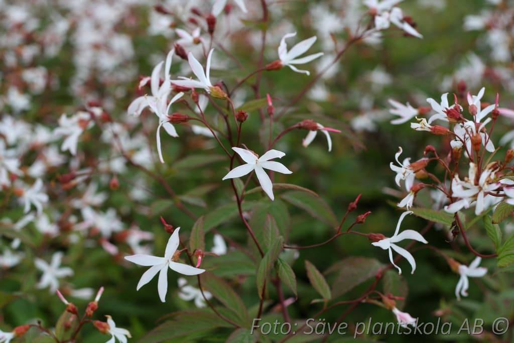 Gillenia trifoliata 2 L