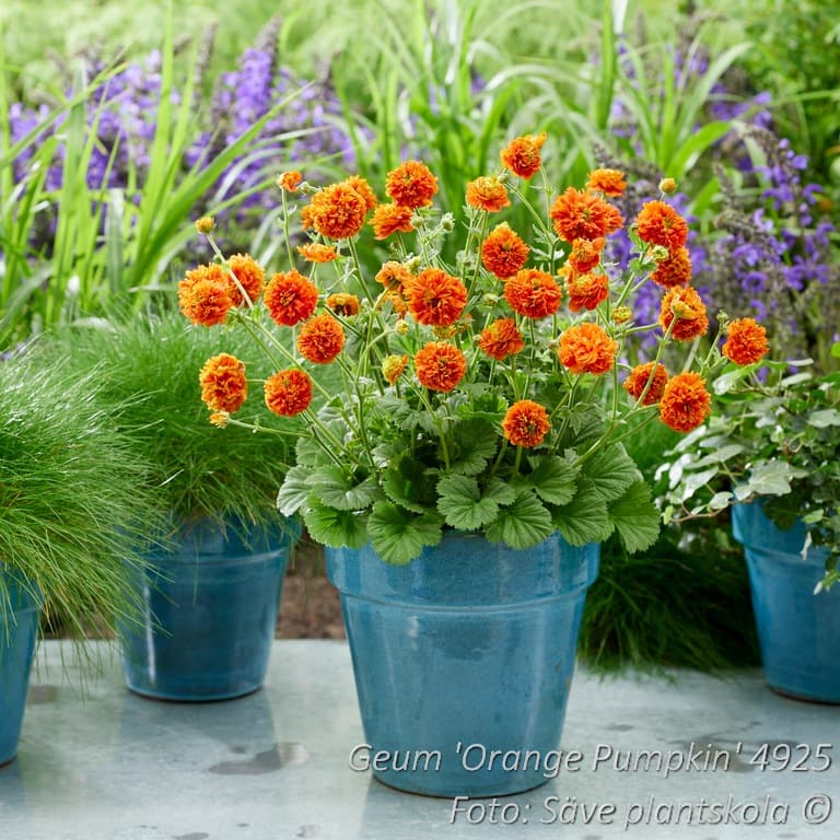 Geum 'Orange Pumpkin' (PBR)