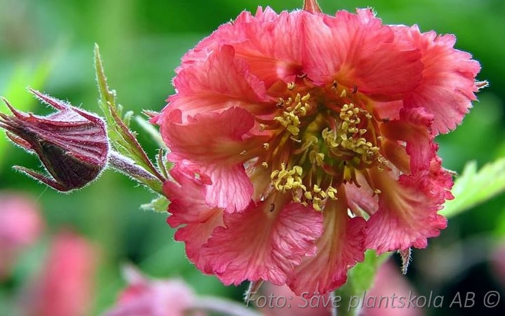 Geum 'Bell Bank'
