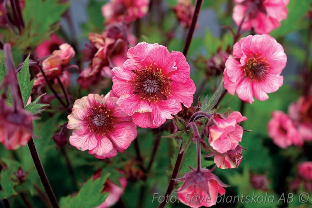 Geum 'Tempo Rose'